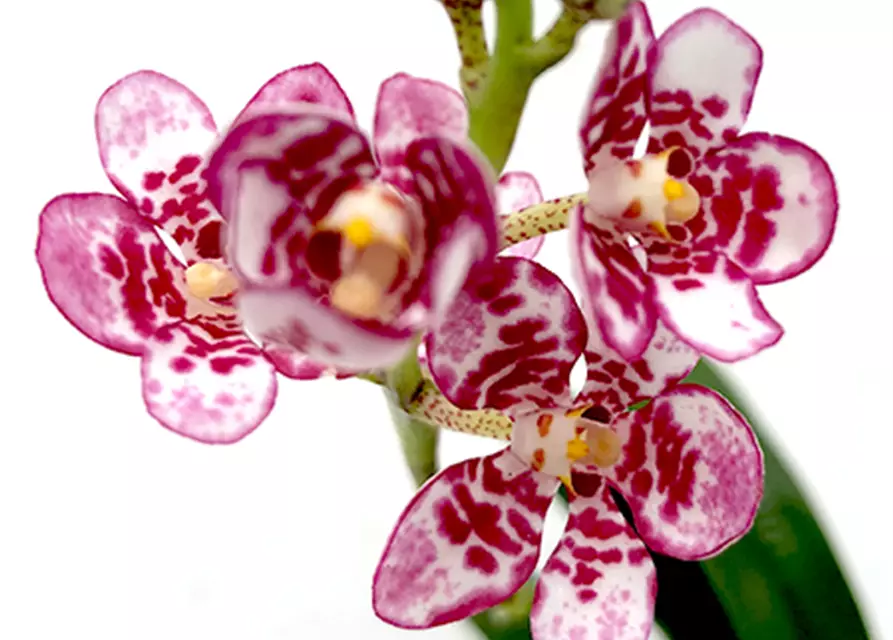 Sarcochilus (Karla x Fizzy Dove) x (Sweetheart x Cenedra)