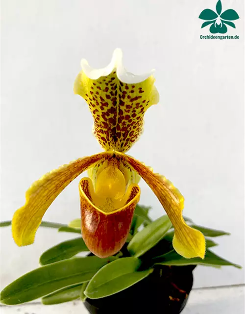 Paphiopedilum insigne