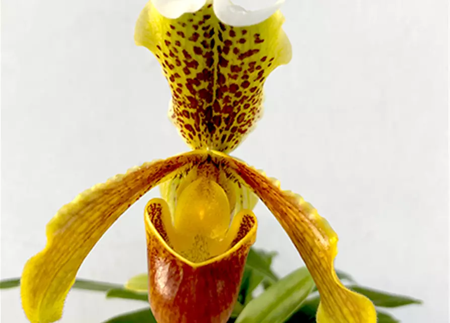 Paphiopedilum insigne