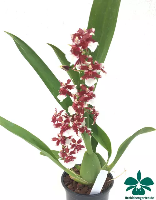 Oncidium Heaven Scent 'Redolence'