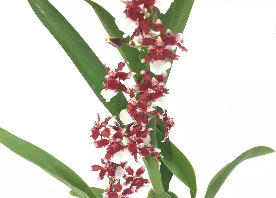 Oncidium Heaven Scent 'Redolence'