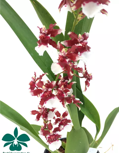 Oncidium Heaven Scent 'Redolence'