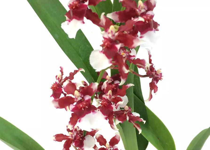 Oncidium Heaven Scent 'Redolence'