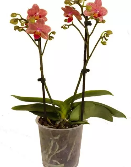 Phalaenopsis Penny Lane