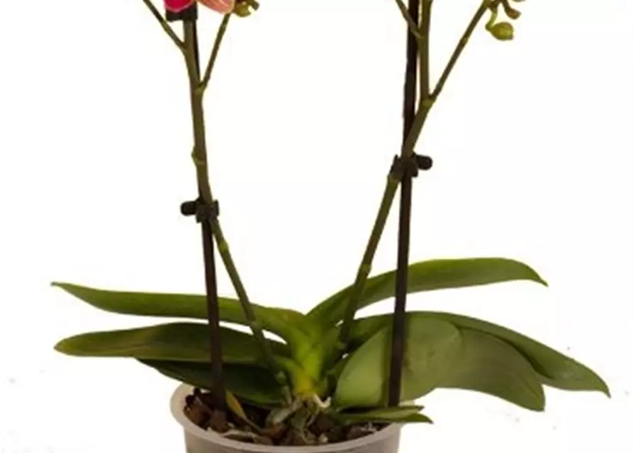 Phalaenopsis Penny Lane