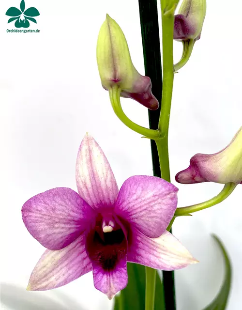 Dendrobium Polar Fire