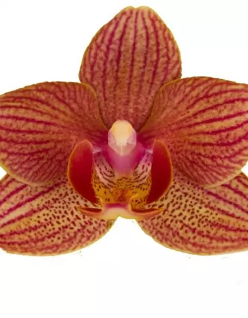 Phalaenopsis Penny Lane