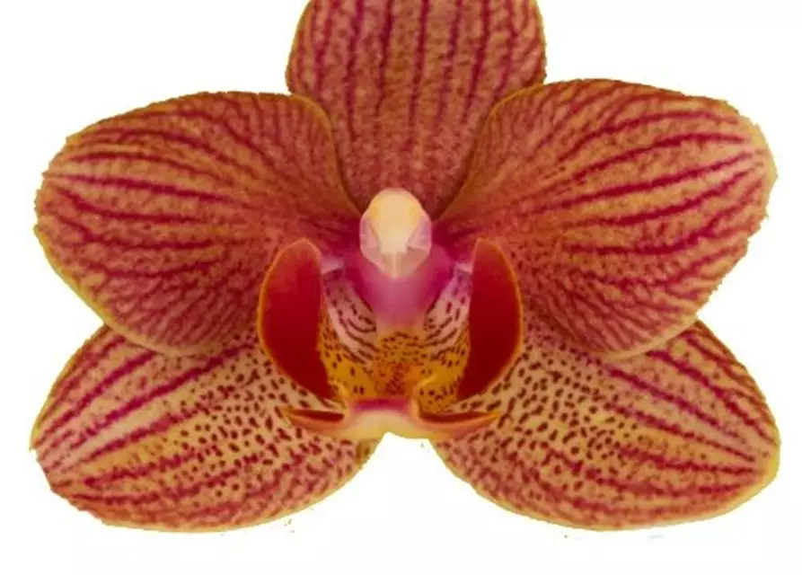 Phalaenopsis Penny Lane