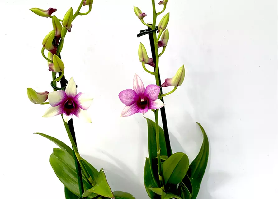 Dendrobium Polar Fire