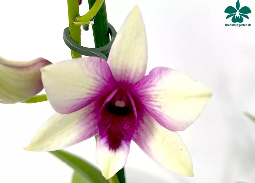 Dendrobium Polar Fire