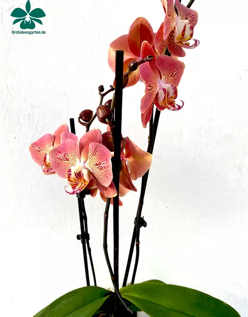 Phalaenopsis Dragon Heart