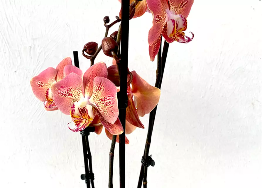 Phalaenopsis Dragon Heart