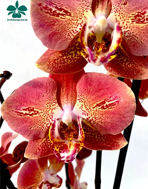 Phalaenopsis Dragon Heart