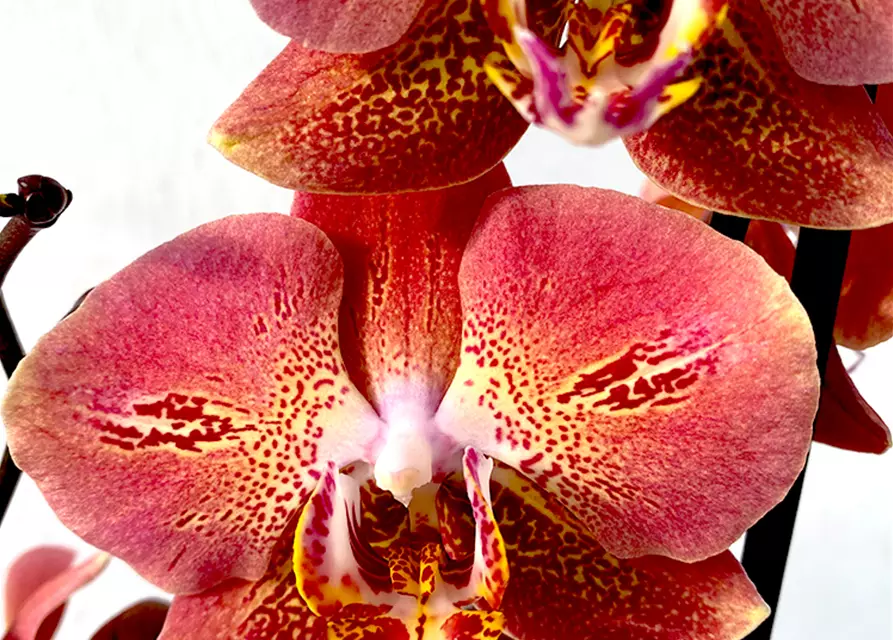 Phalaenopsis Dragon Heart