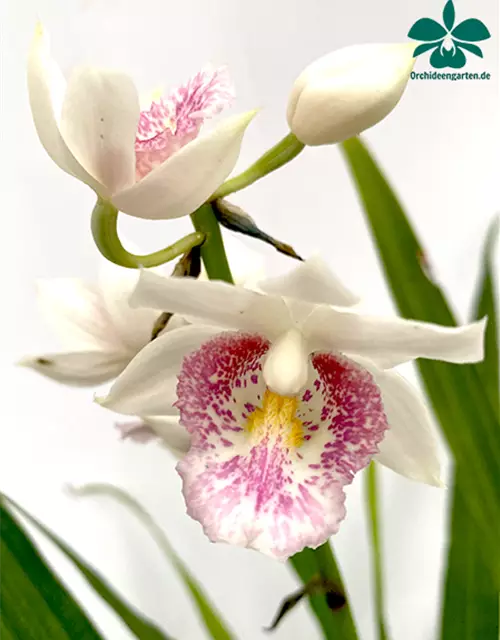 Phaius schlechteri x pulcher alba