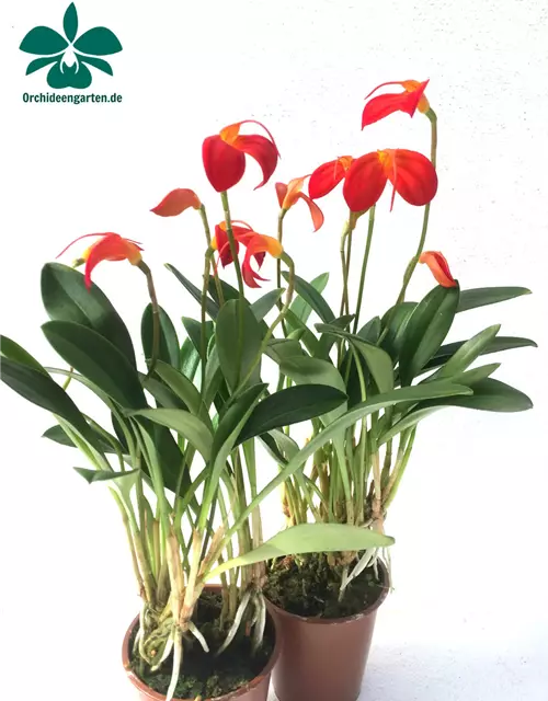 Masdevallia ignea