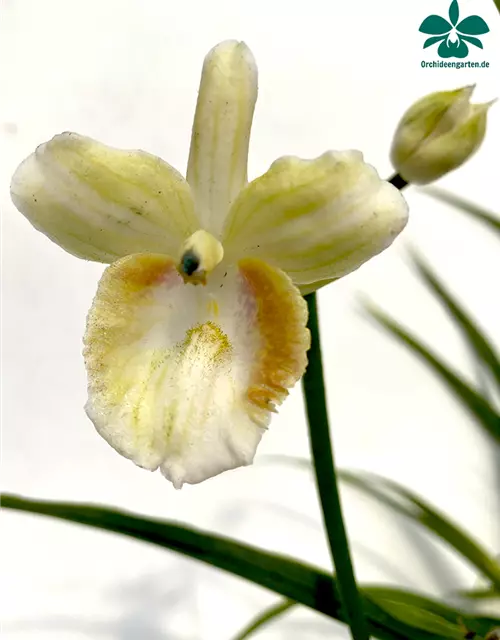 Phaius schlechteri x pulcher alba