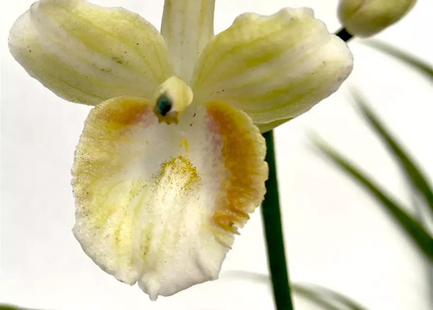 Phaius schlechteri x pulcher alba