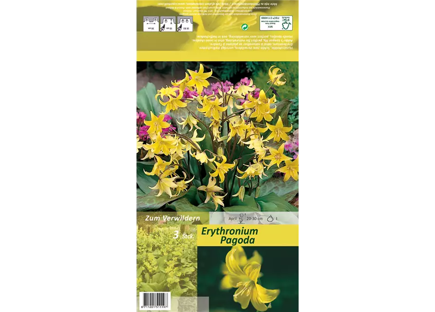 Erythronium Pagoda