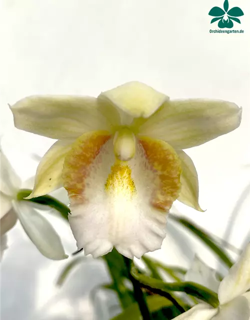 Phaius schlechteri x pulcher alba