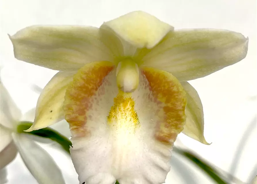 Phaius schlechteri x pulcher alba