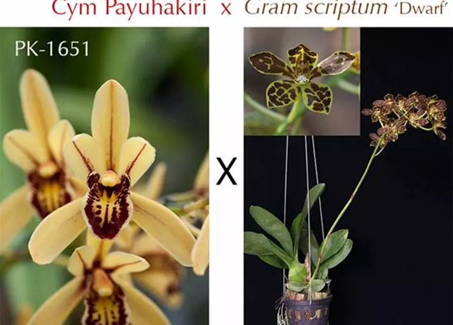 Cymbidium Payuhakiri x Gram. scriptum Dwarf