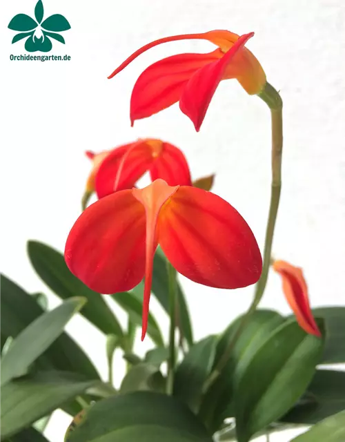 Masdevallia ignea