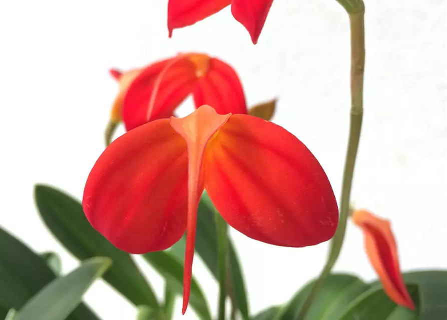 Masdevallia ignea