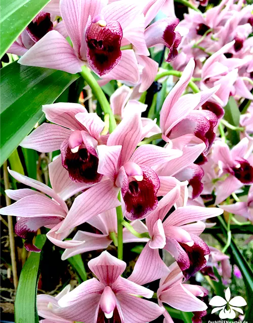 Cymbidium Devon Wine „Million Veil“