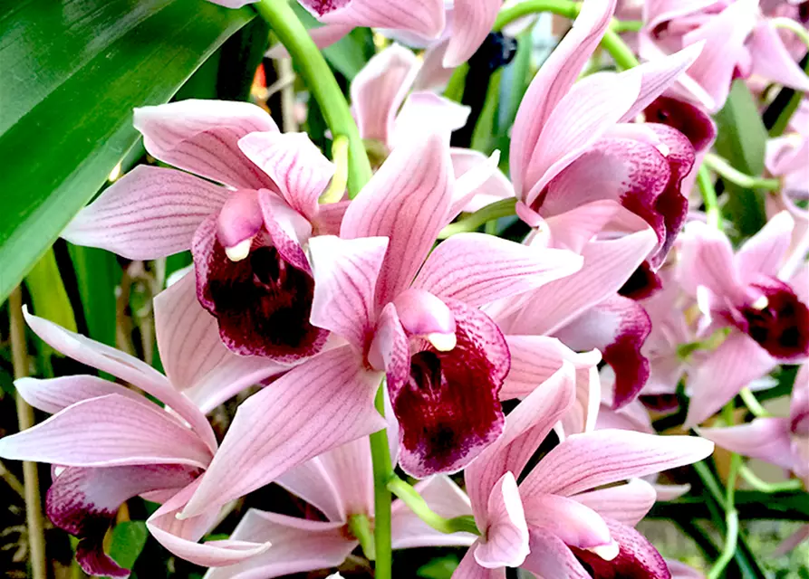 Cymbidium Devon Wine „Million Veil“