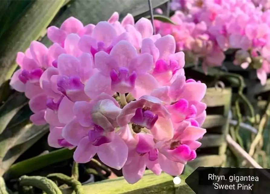 Rhynchostylis Sweet Pink