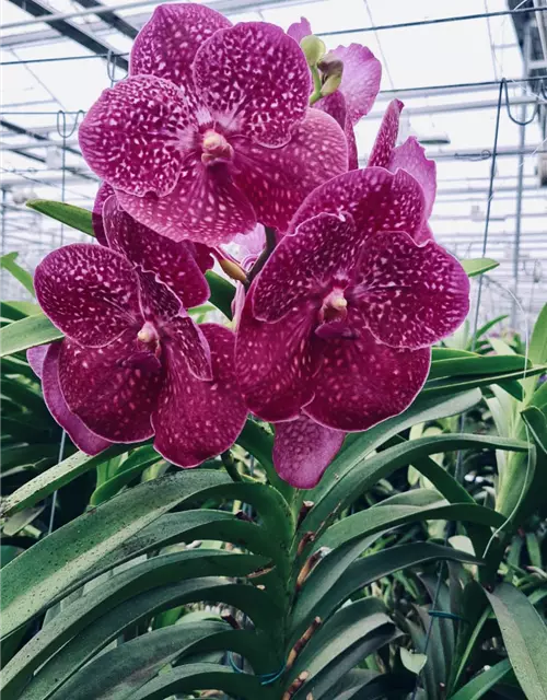 Vanda Crimson Love