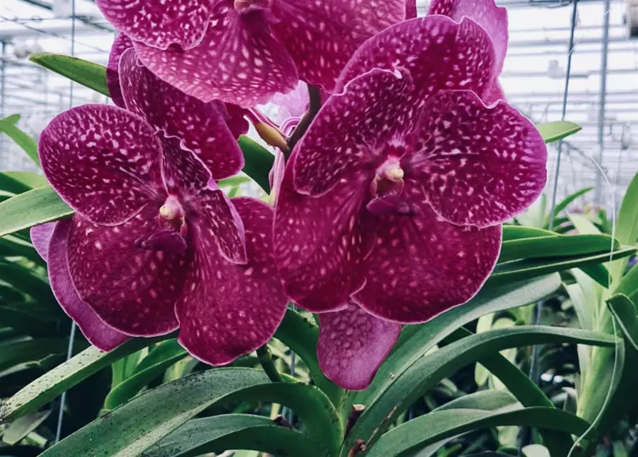 Vanda Crimson Love