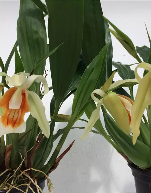 Coelogyne Orchideengarten Sabine