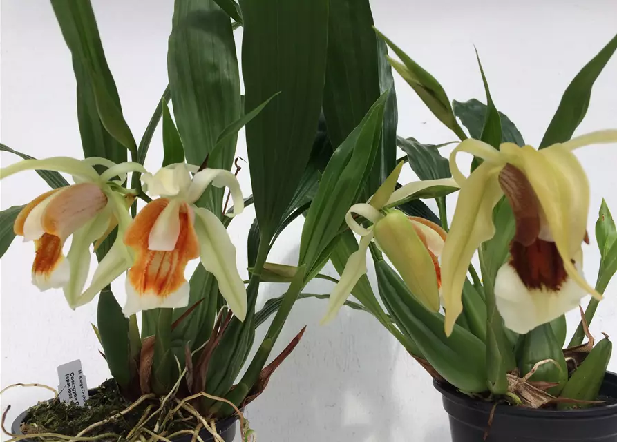 Coelogyne Orchideengarten Sabine