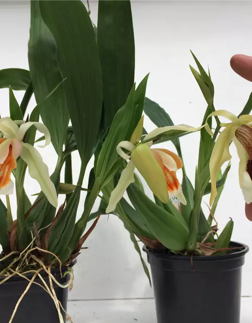 Coelogyne Orchideengarten Sabine