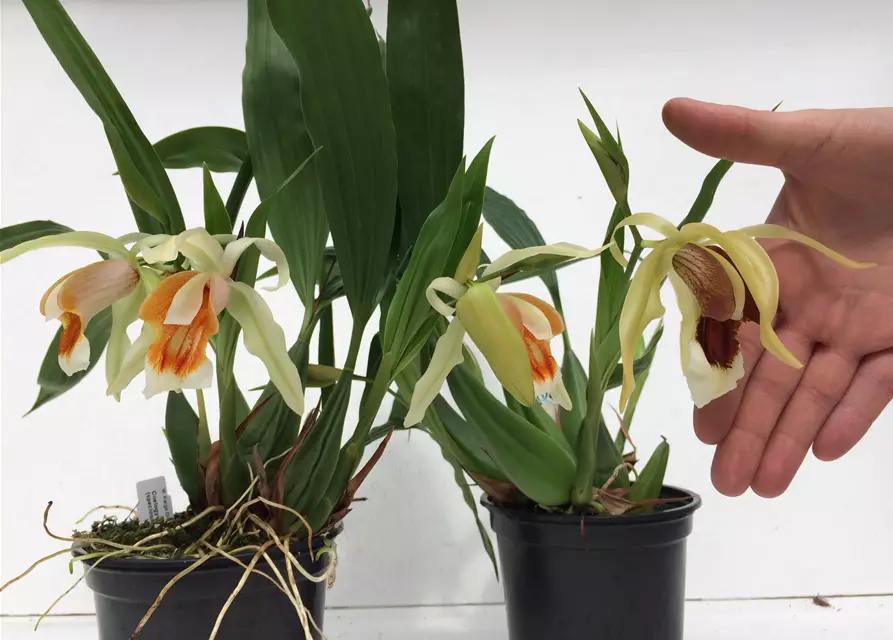 Coelogyne Orchideengarten Sabine