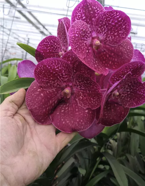 Vanda Crimson Love