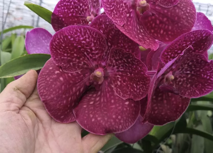 Vanda Crimson Love