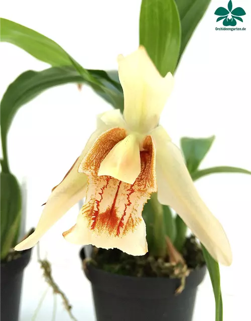 Coelogyne Orchideengarten Sabine