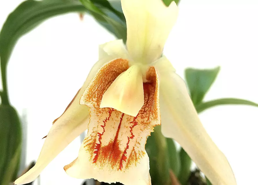 Coelogyne Orchideengarten Sabine