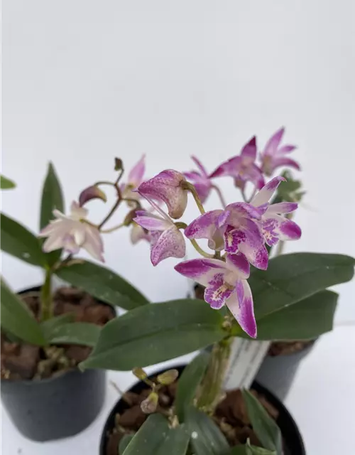 Dendrobium kingianum weißrot x Dendr. Ku Ring Gai (Dendrobium Zip)