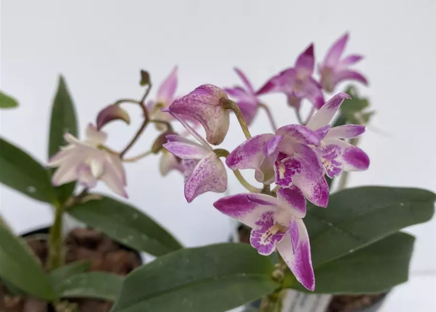 Dendrobium kingianum weißrot x Dendr. Ku Ring Gai (Dendrobium Zip)