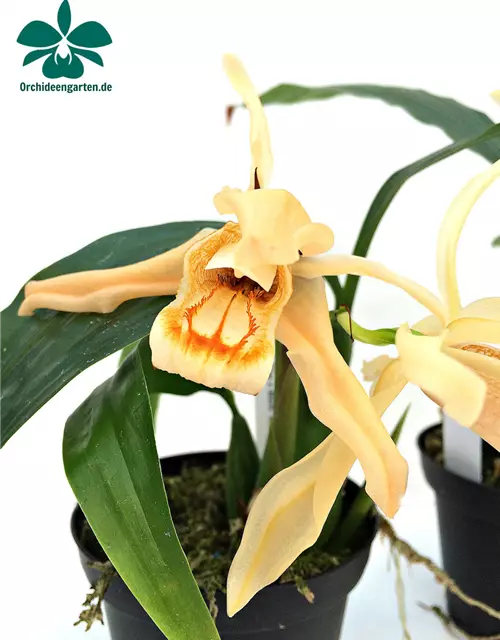 Coelogyne Orchideengarten Sabine