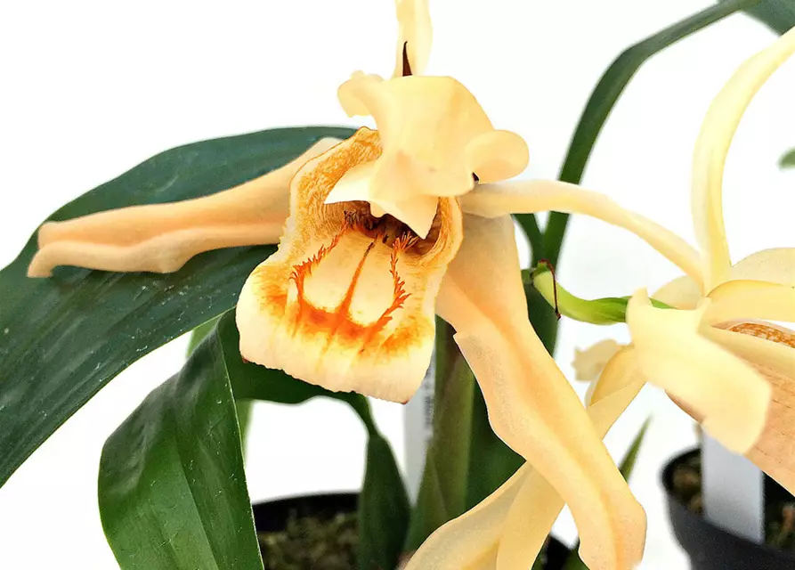 Coelogyne Orchideengarten Sabine