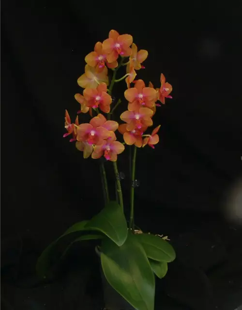 Phalaenopsis Ronja