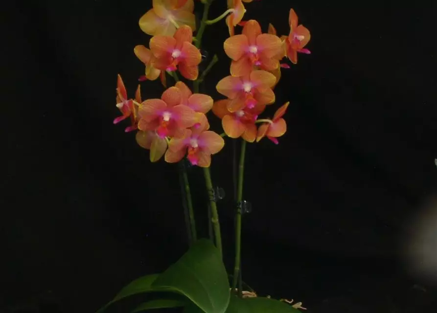 Phalaenopsis Ronja