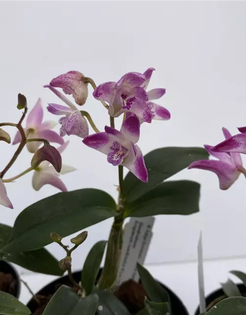 Dendrobium kingianum weißrot x Dendr. Ku Ring Gai (Dendrobium Zip)