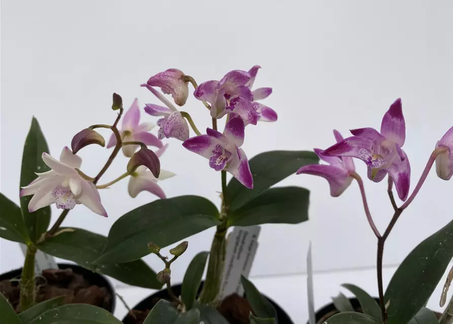 Dendrobium kingianum weißrot x Dendr. Ku Ring Gai (Dendrobium Zip)