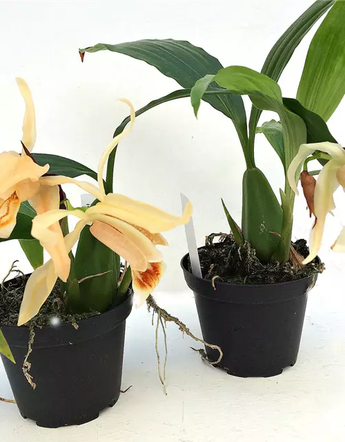 Coelogyne Orchideengarten Sabine